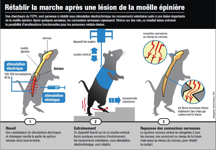 Rtablir une communication sur des fragments lss de la moelle pinire
